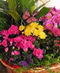 Blooming Plants