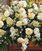 Sympathy/Funeral