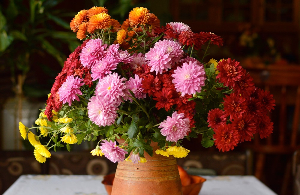 All About the Chrysanthemum  Billy Heroman's Florist Baton Rouge