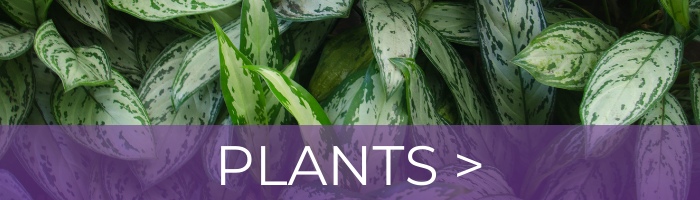 Plants Billy Heroman's