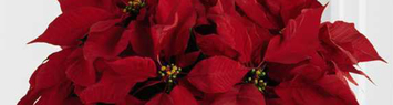 Homegrown Poinsettias