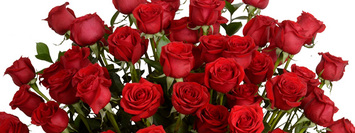 Shop Mother's Day Roses