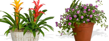 Shop Mother's Day Plants