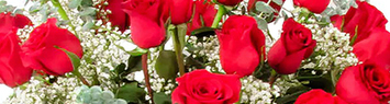 Roses at Christmas