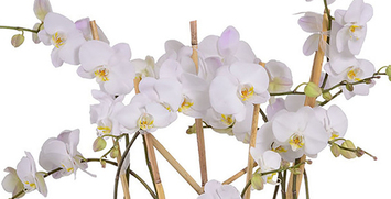 Valentine's Day Plants