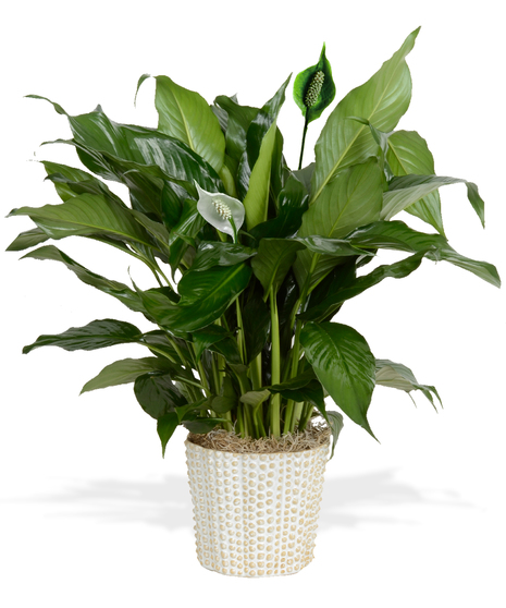 Spathiphyllum Plant - Upgraded Ceramic Container