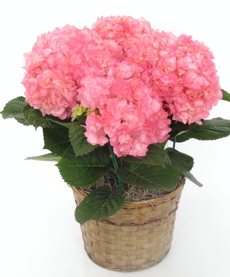 Hydrangea Plant