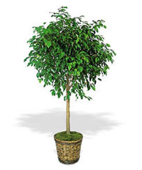 Ficus Tree