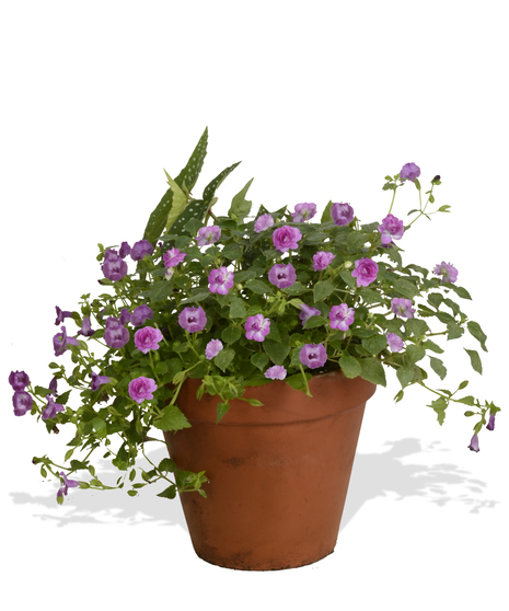 Make The Patio Pretty Mixed Pot (Sun or Shade)
