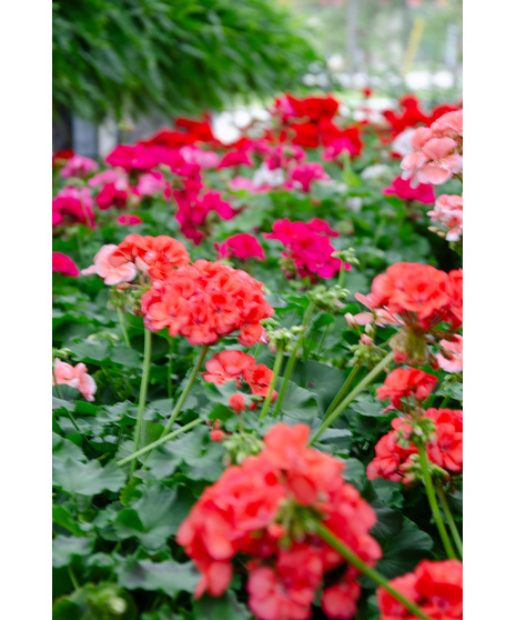 Geraniums Loose For the Garden - Red Only