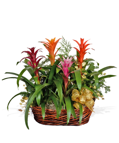 4 Holiday Bromeliads in Large Container