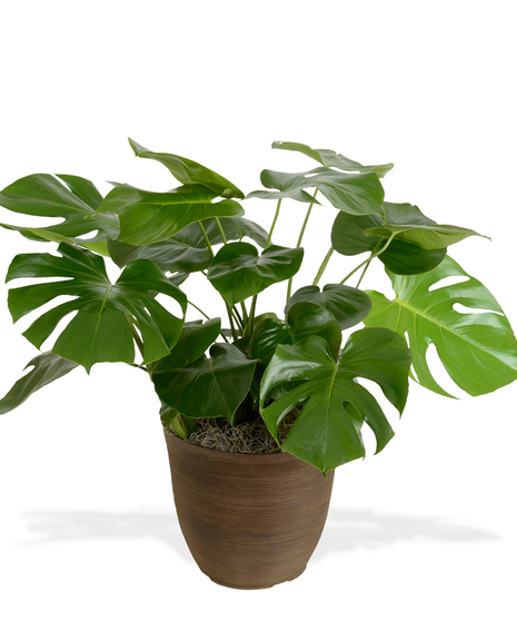 Monstera
