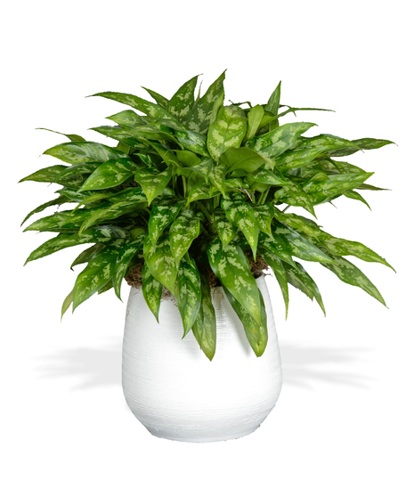 Chinese Evergreen
