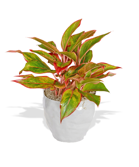 Red Aglaonema Plant