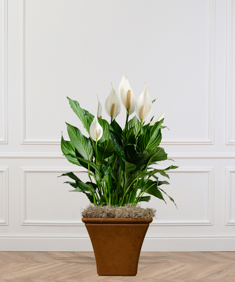 Spathiphyllum Plant - Peace Lily