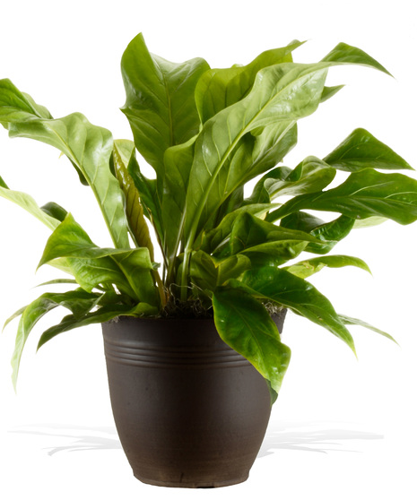 Anthurium