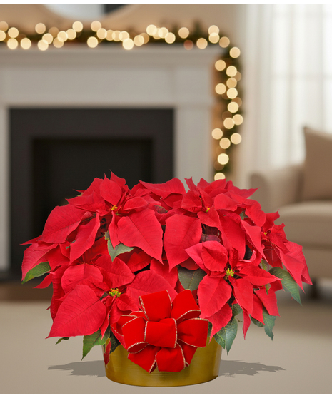 Homegrown poinsettia plants delivered baton rouge LA