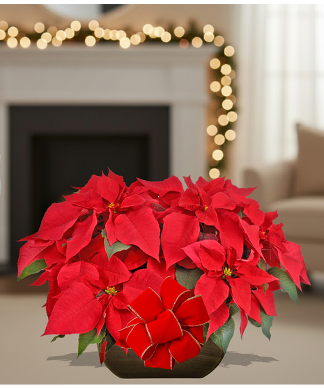 Homegrown poinsettia plants delivered baton rouge LA