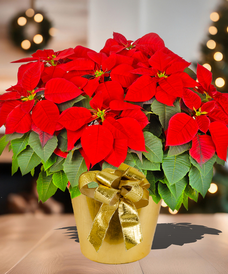 Poinsettia delivery discount