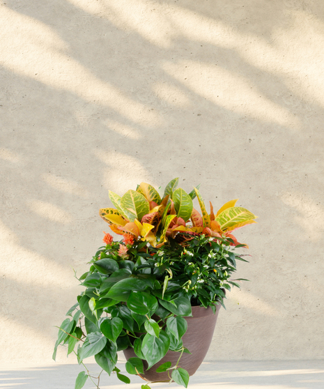Fall Patio Pot
