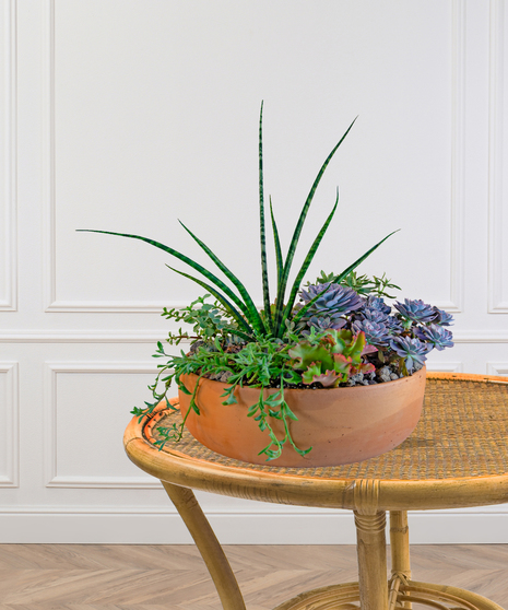 Several green succulents arranged in a special container.