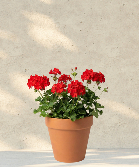 Geranium - Spring Blooming Plants (Available in Multiple Colors)
