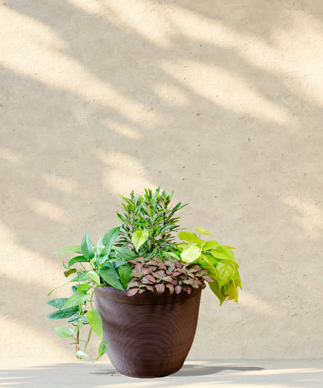 Bromeliads, anthuriums, calathea and more arranged in a resin pot