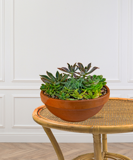 Several green succulents arranged in a special container.
