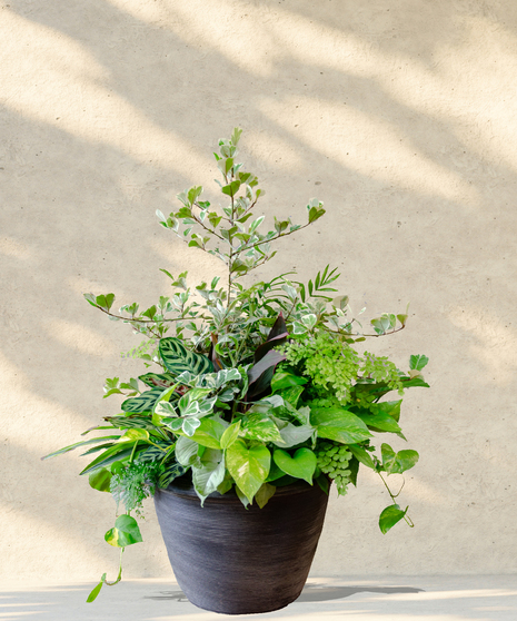 Paradise Patio Pot
