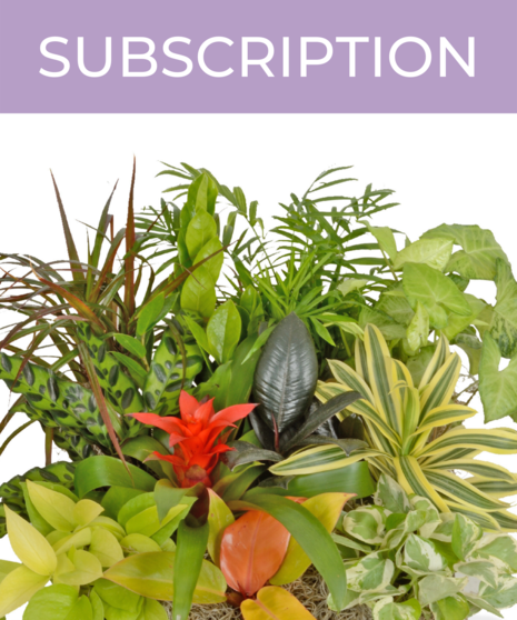 Designer's Choice Plant Subscription