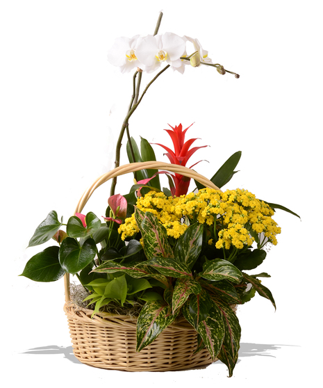 Blooming Garden Basket With Phalo