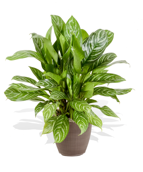 Chinese Evergreen Plant delivered in Baton Rouge LA