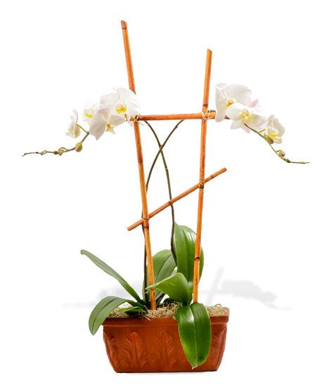 Double Orchid Plant