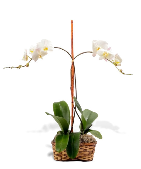 2 potted orchid plants delivered baton rouge LA