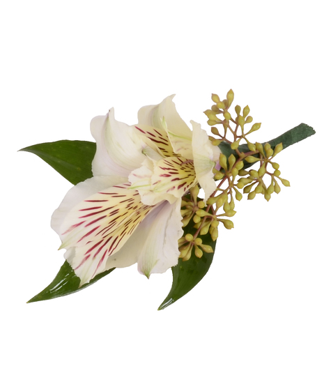 Alstroemeria Bout