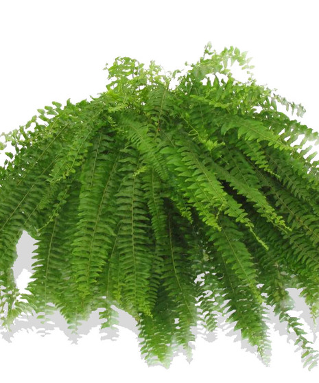 Greenoaks Fern