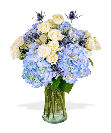 Blue Hydrandea Eryngium and white spray roses in a clear glass cylinder for september birthdays 