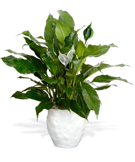 Spathiphyllum Plant - Kasper Vase