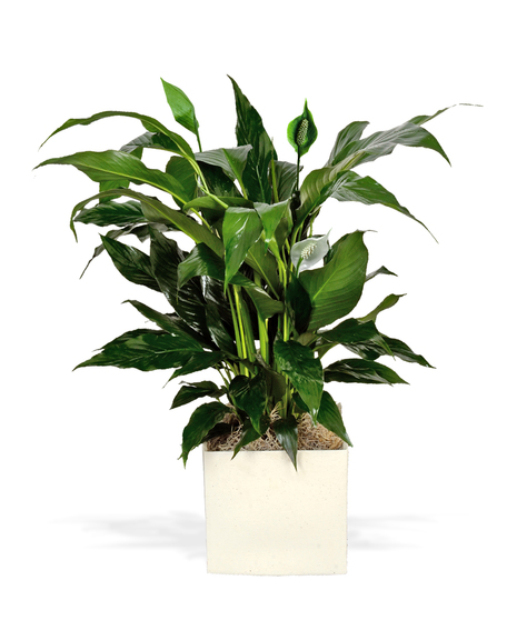 Spathiphyllum Plant - Haus Cube