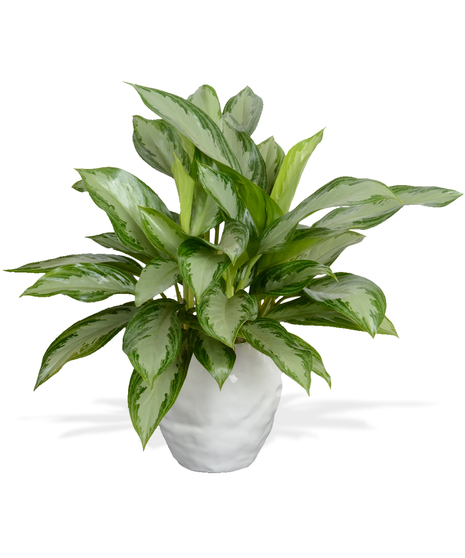 Chinese Evergreen - Glendale Pot