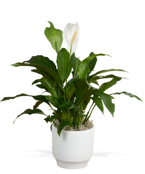 Spathiphyllum Plant - Glendale Pot