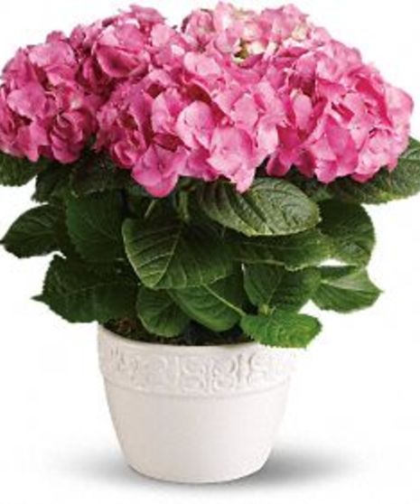 Hydrangea Blooming Plant delivered Baton Rouge LA