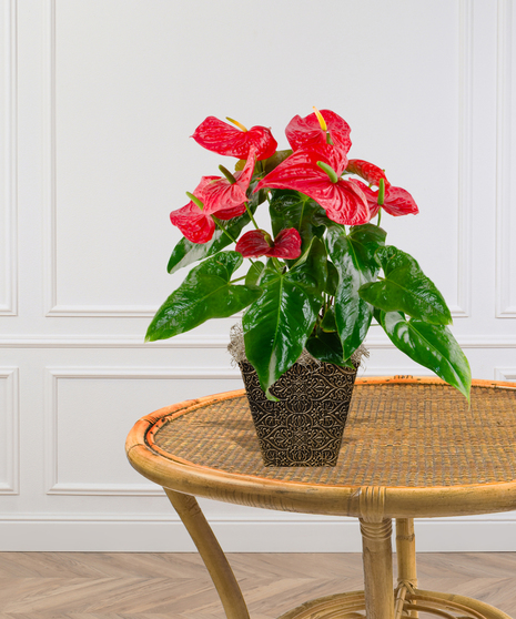 Pink or Red Anthurium Laceleaf Plant in a Ginny Pot delivered in Baton Rouge - Billy Heroman's