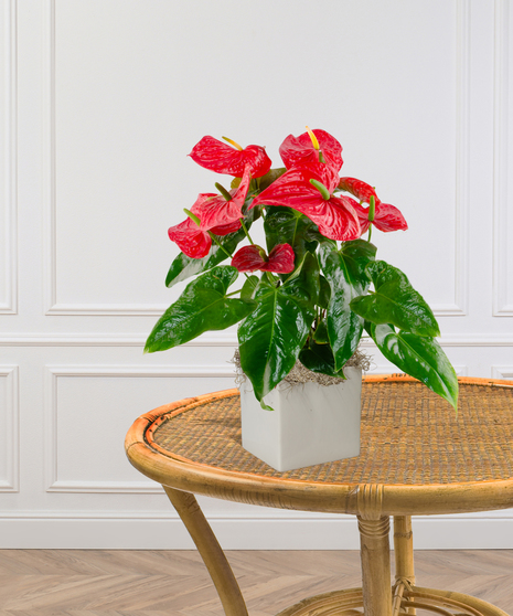 Pink or Red Anthurium Laceleaf Plant in a Ginny Pot delivered in Baton Rouge - Billy Heroman's