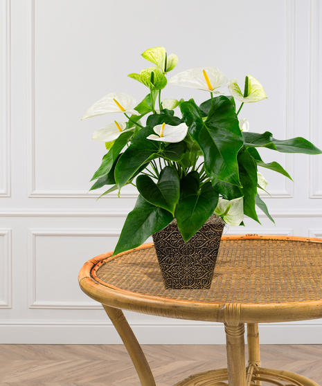 Pink or Red Anthurium Laceleaf Plant in a Ginny Pot delivered in Baton Rouge - Billy Heroman's