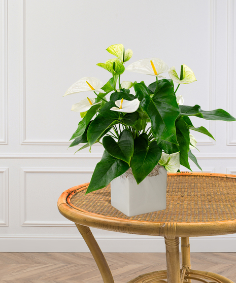 Pink or Red Anthurium Laceleaf Plant in a Ginny Pot delivered in Baton Rouge - Billy Heroman's