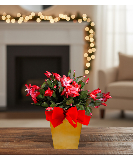 4 inch poinsettia blooming plant in holiday container for desk or office delivered baton rouge la
