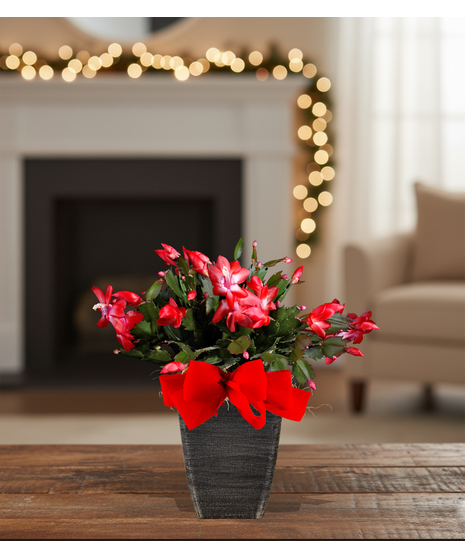 4 inch poinsettia blooming plant in holiday container for desk or office delivered baton rouge la