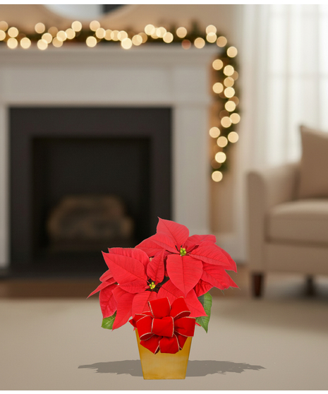 Homegrown poinsettia plants delivered baton rouge LA