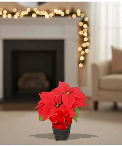 Homegrown poinsettia plants delivered baton rouge LA